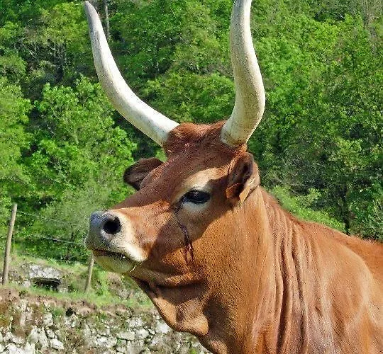 Casa De - Turismo Rural Gerês Сasa de vacaciones *