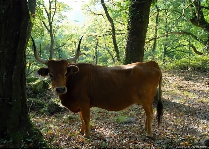 Casa De - Turismo Rural Gerês